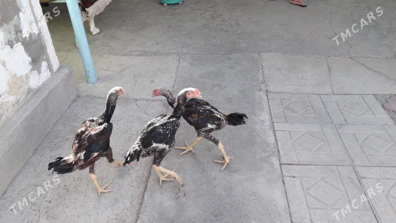 Taşkent juýje - Арзув - img 2