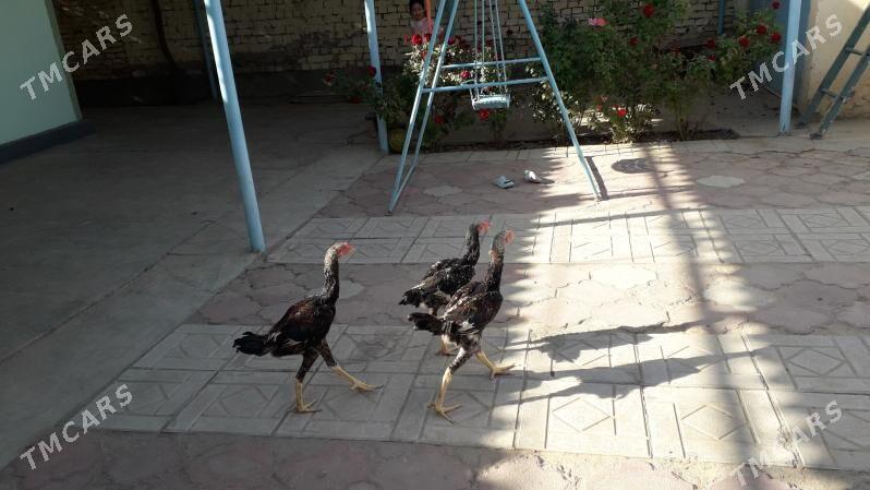 Taşkent juýje - Арзув - img 1