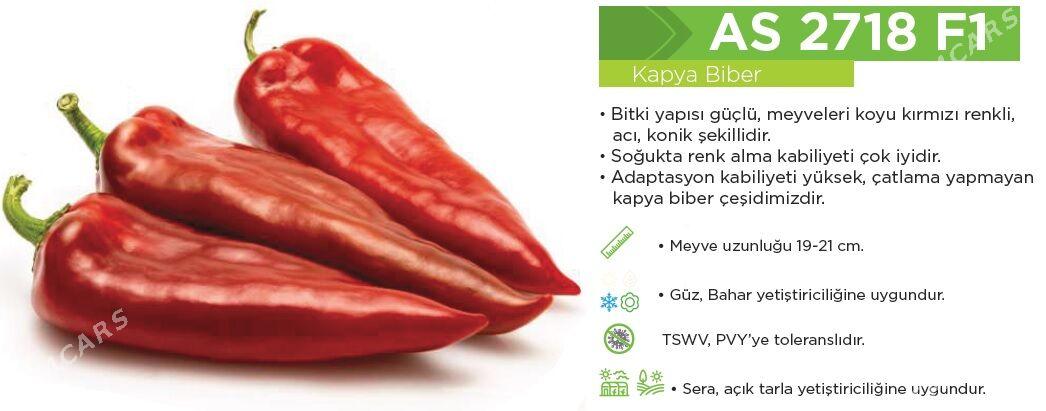 Gyzyl tomatlyk we Üçburun burç-bulgar tohumlary - Ашхабад - img 2