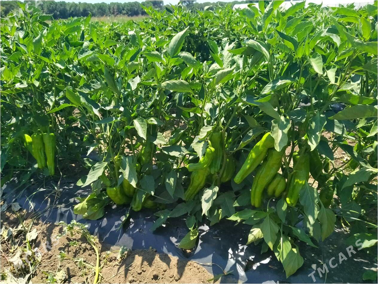 Gyzyl tomatlyk we Üçburun burç-bulgar tohumlary - Ашхабад - img 7