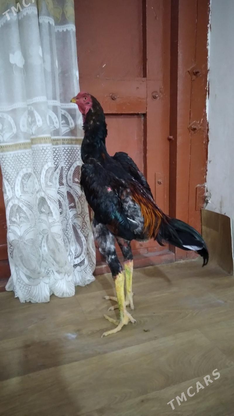 ozbek juje - Daşoguz - img 3
