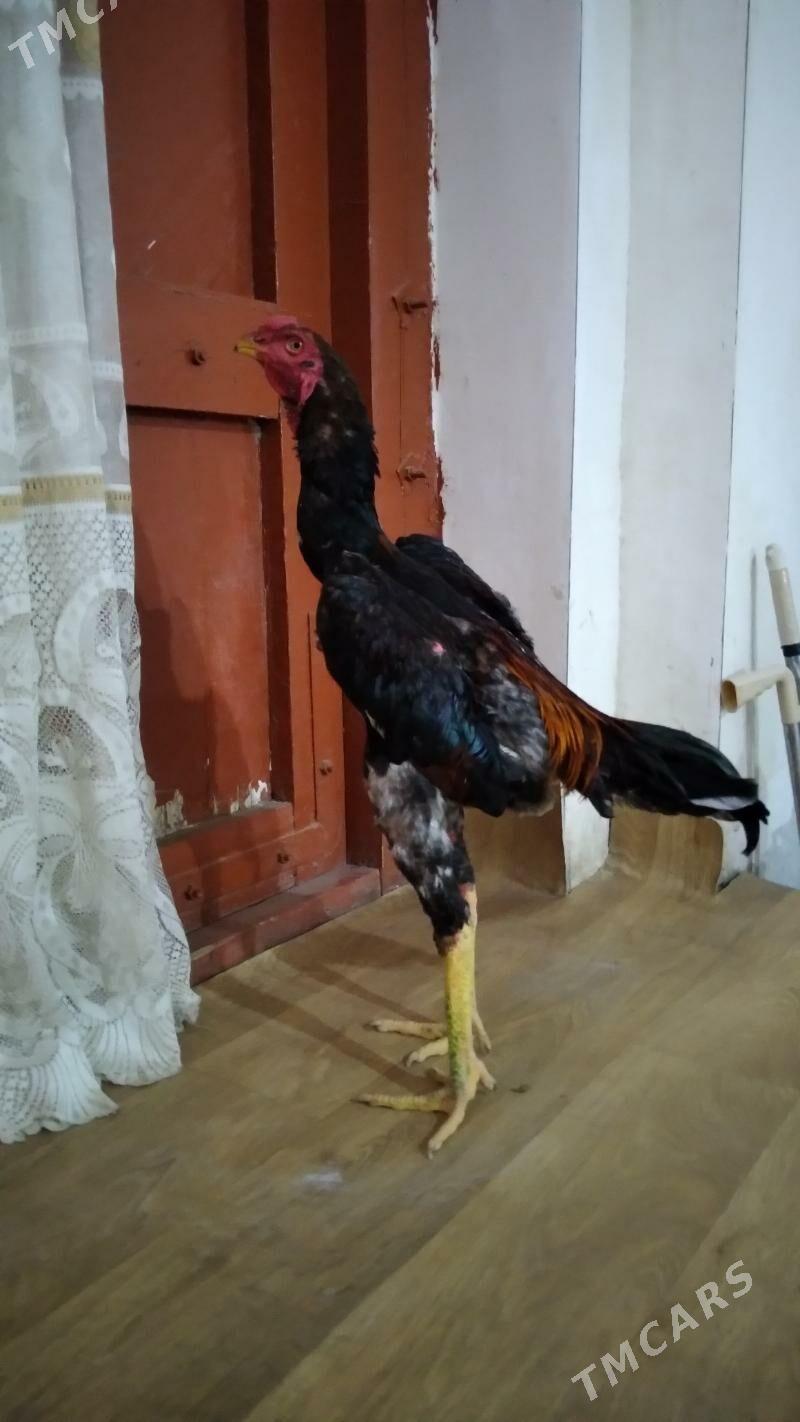 ozbek juje - Daşoguz - img 1