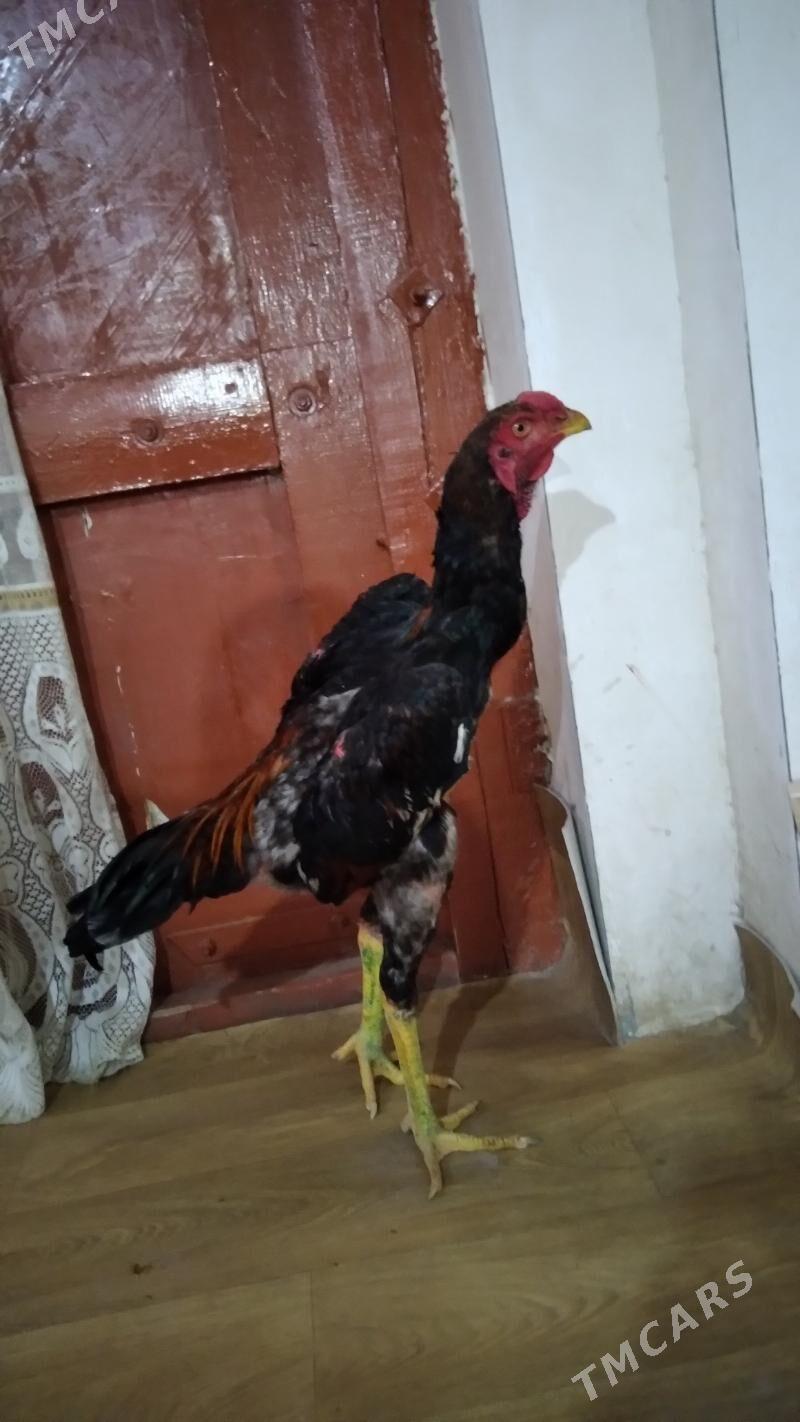 ozbek juje - Daşoguz - img 2