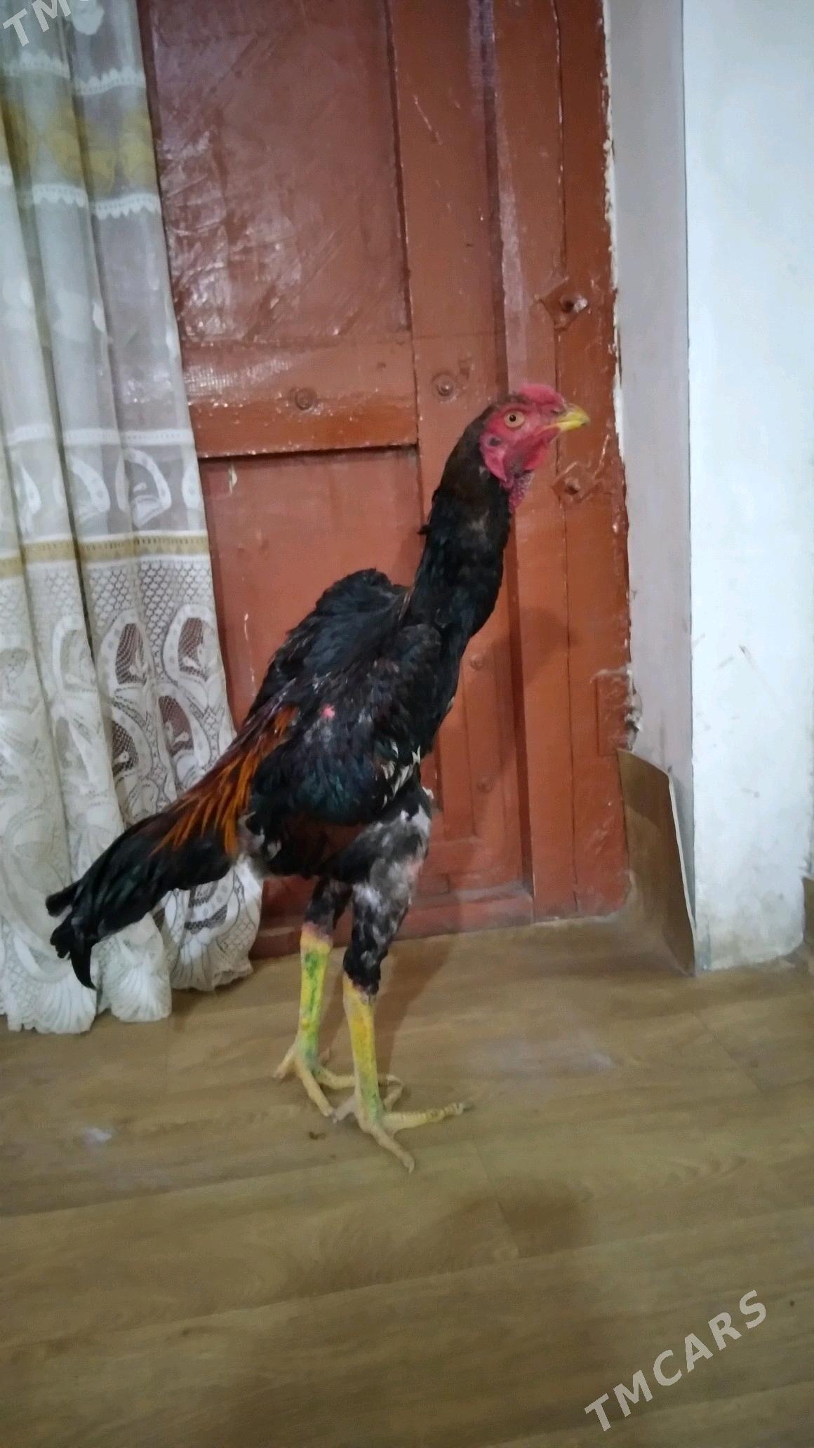 ozbek juje - Daşoguz - img 4