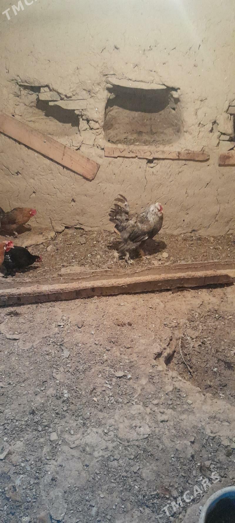 balgar horaz - Bäherden - img 2