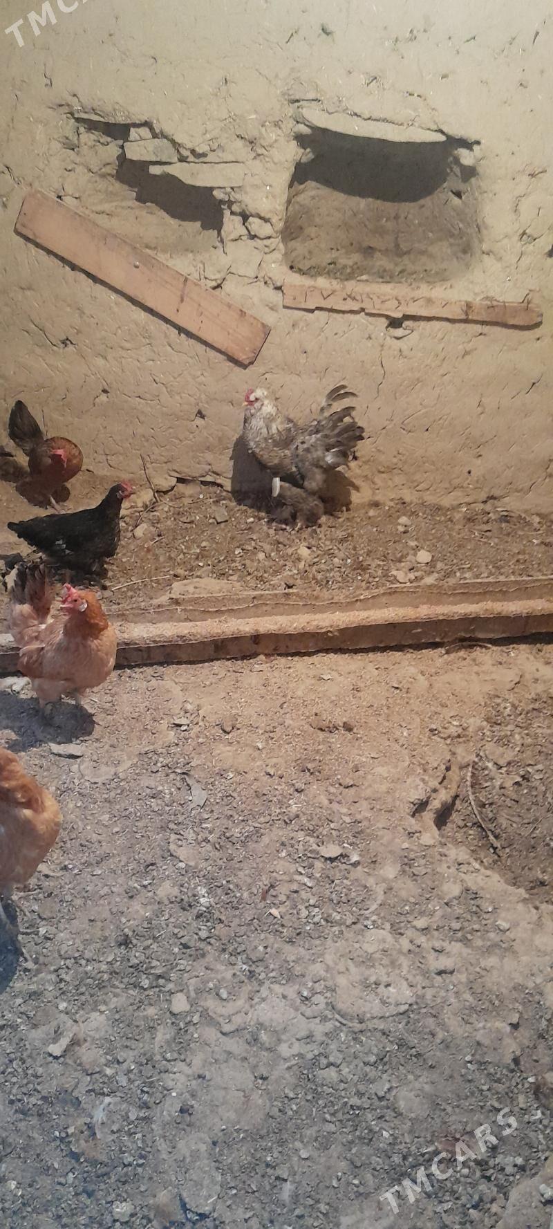 balgar horaz - Bäherden - img 3