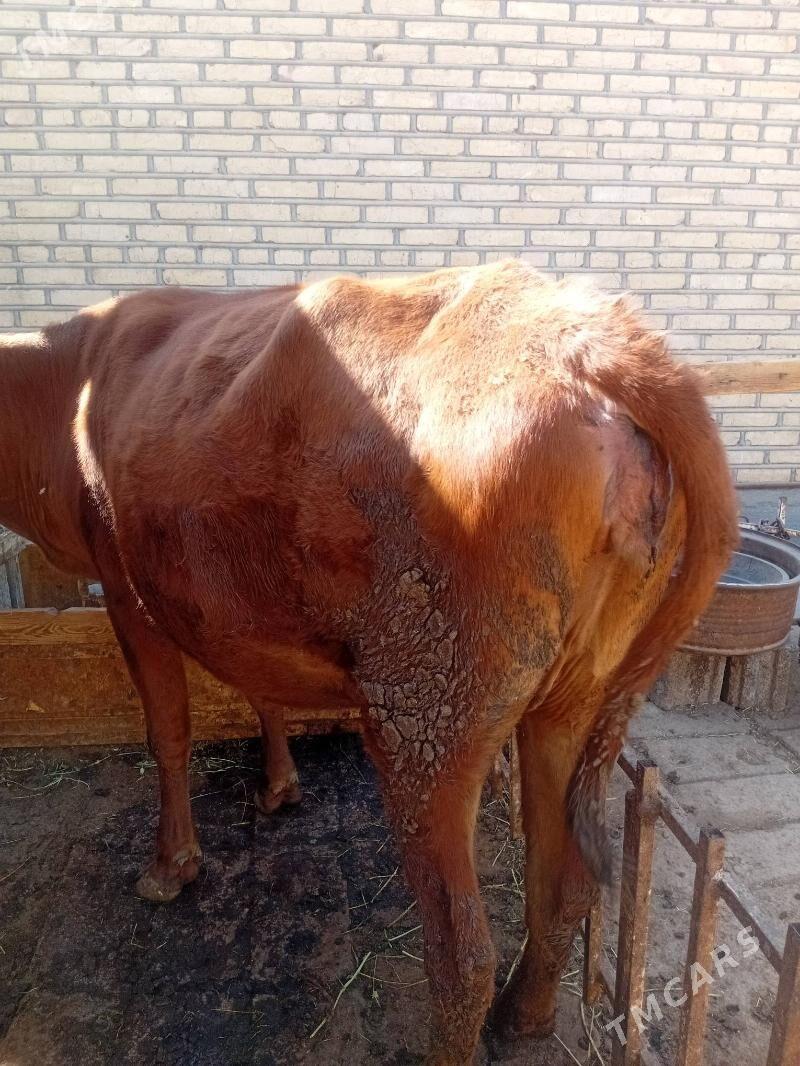 Сыгыр - Теджен - img 3