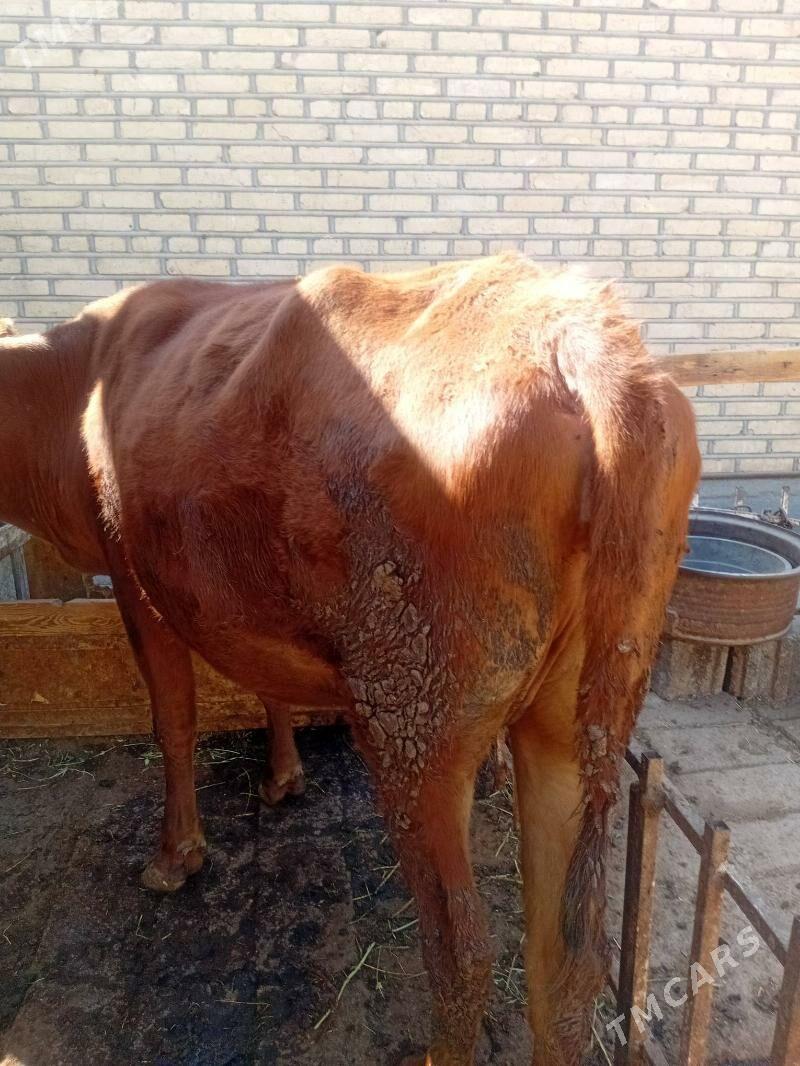 Сыгыр - Теджен - img 2