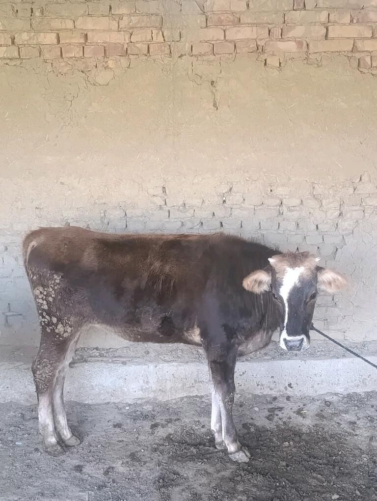 tüwe - Bäherden - img 2