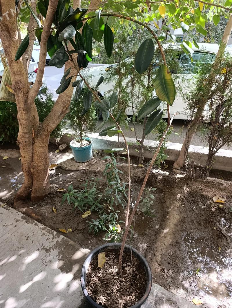 фикус - Ашхабад - img 2