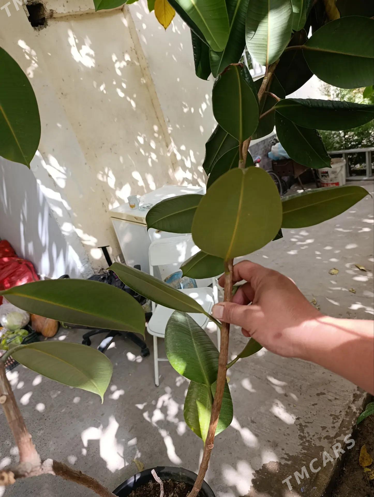 фикус - Ашхабад - img 1