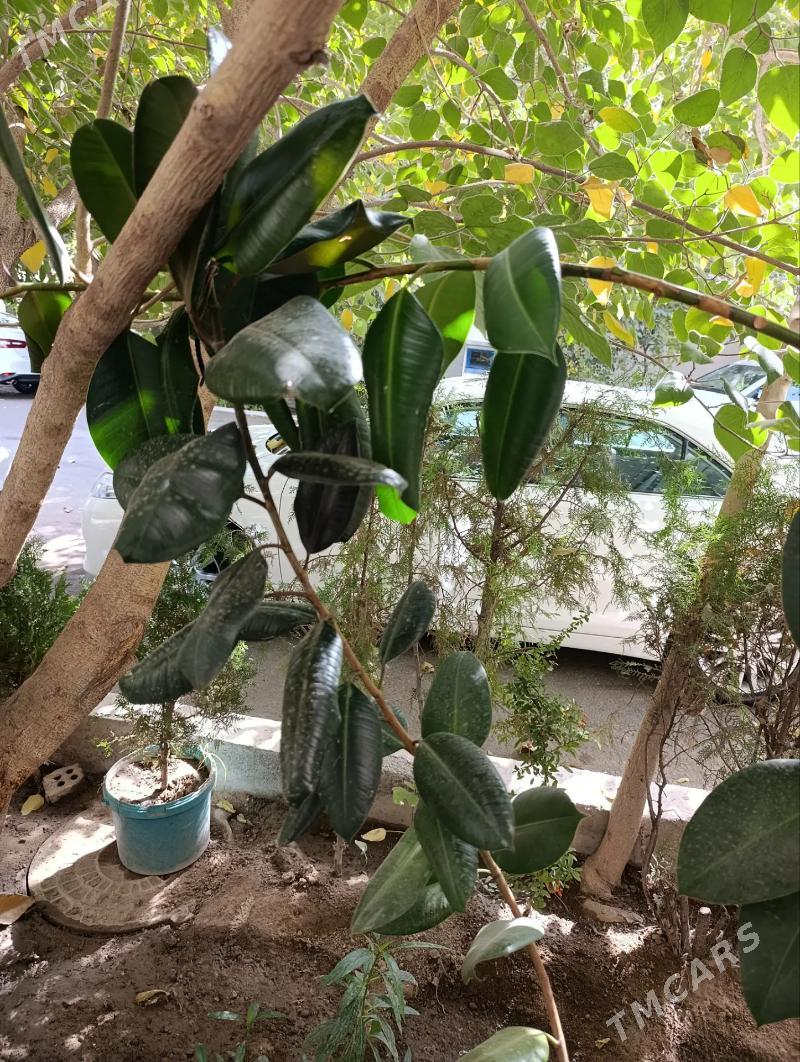 фикус - Ашхабад - img 3