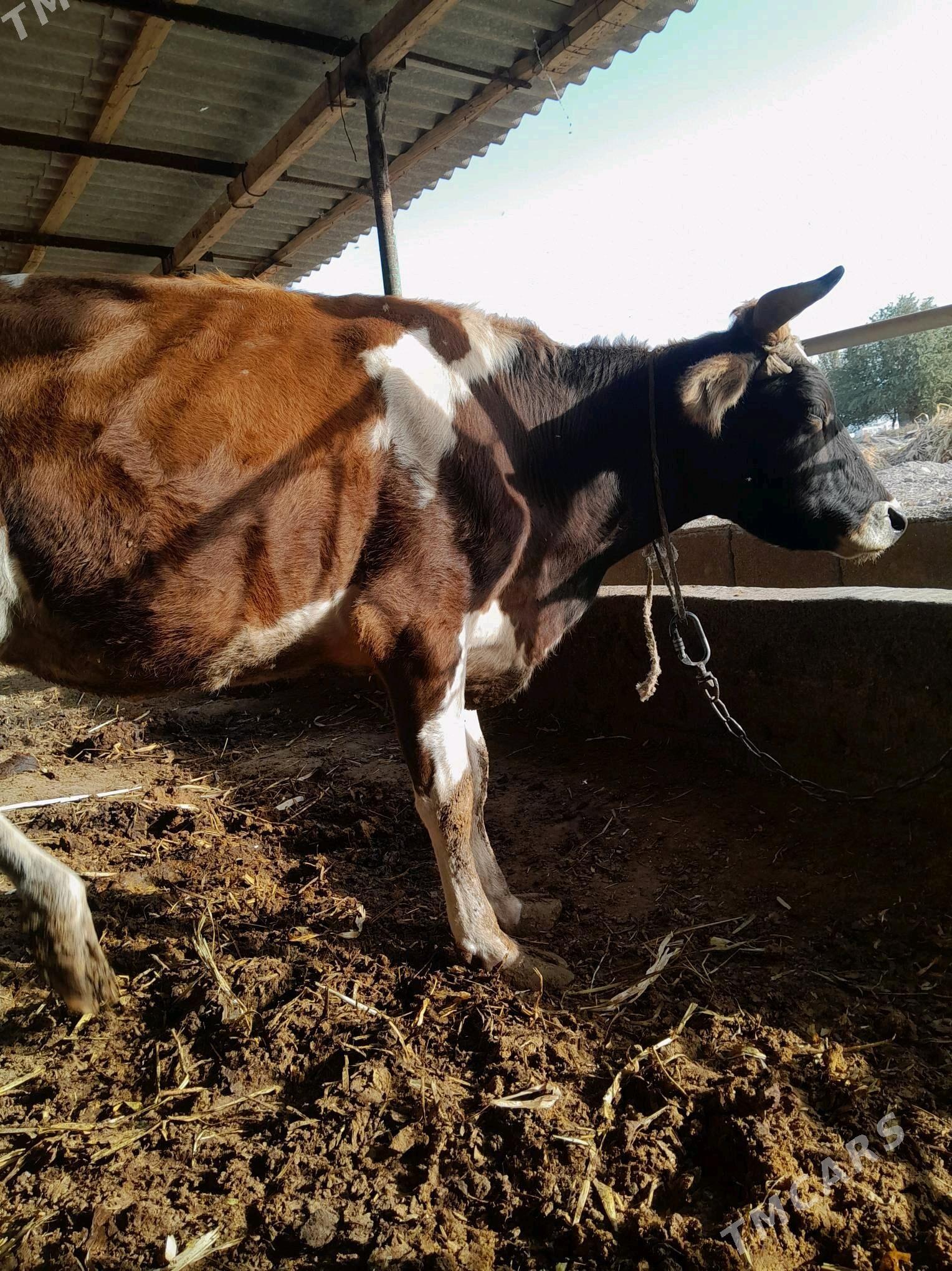 Sygyr - Gökdepe - img 1