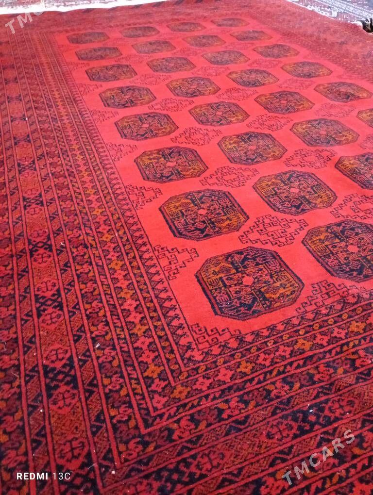 owgan haly - Бекреве - img 1