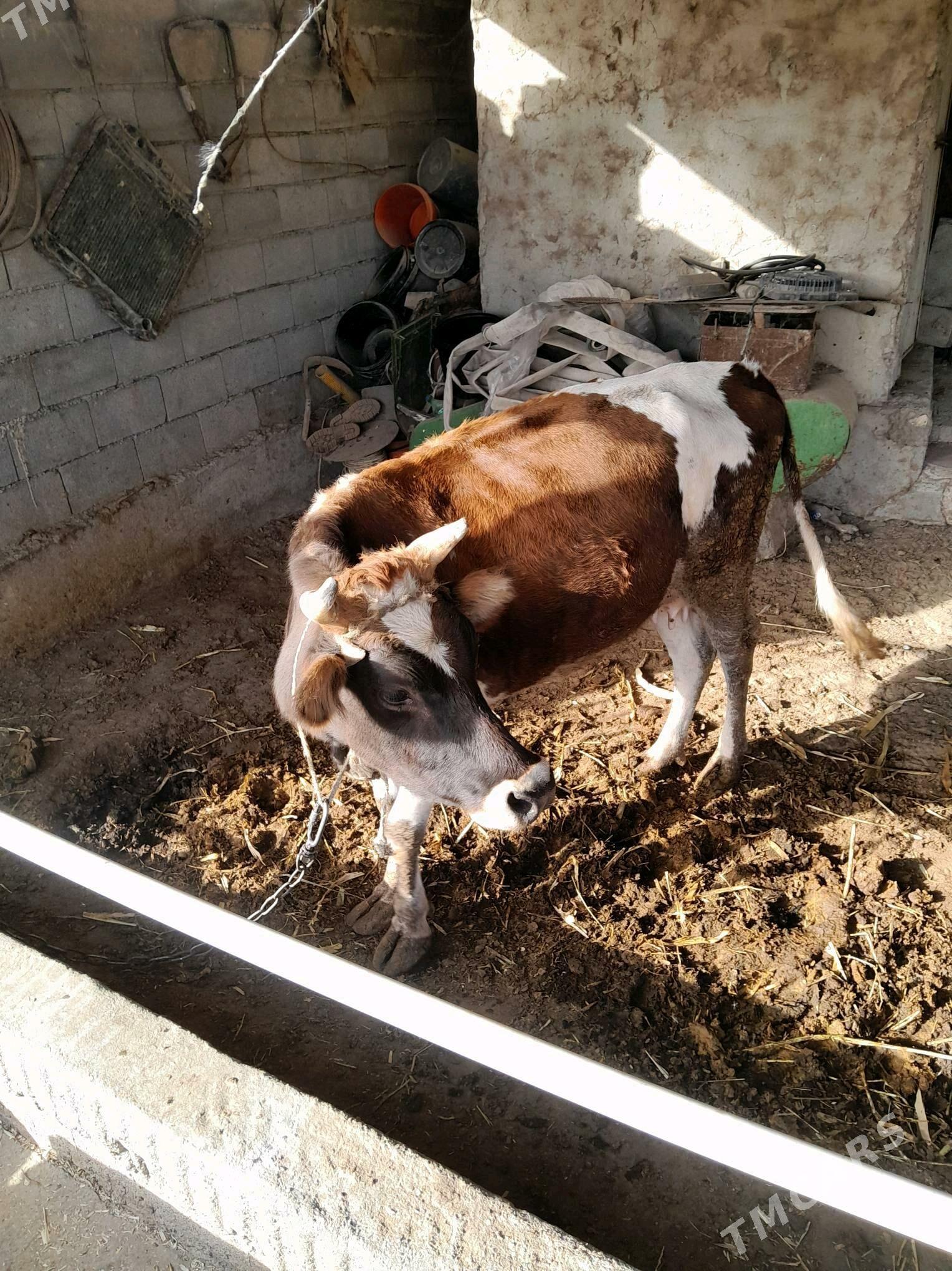 Sygyr - Gökdepe - img 3