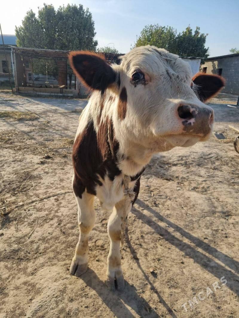 Smental Öküz - Ak bugdaý etraby - img 1