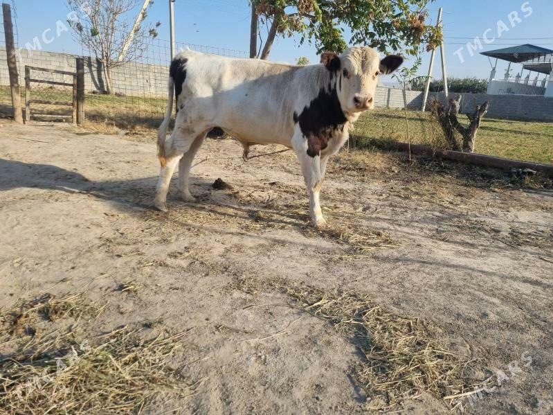 Smental Öküz - Ak bugdaý etraby - img 3