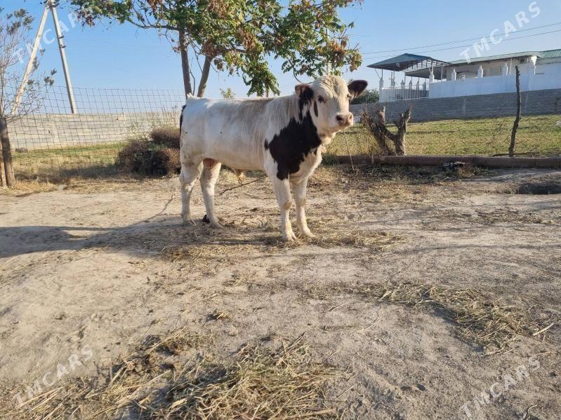 Smental Öküz - Ak bugdaý etraby - img 5