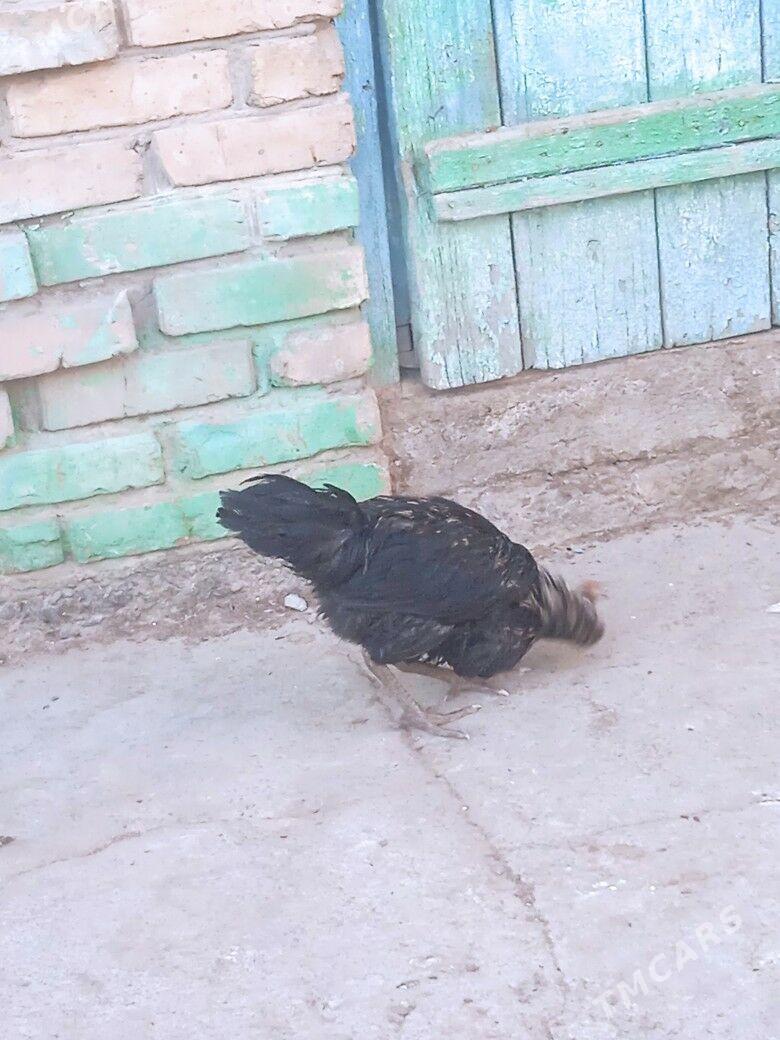 tovuk - Кака - img 6