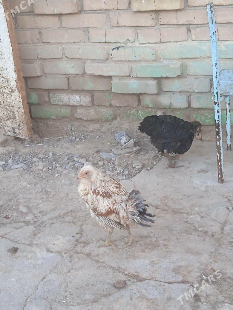 tovuk - Кака - img 2