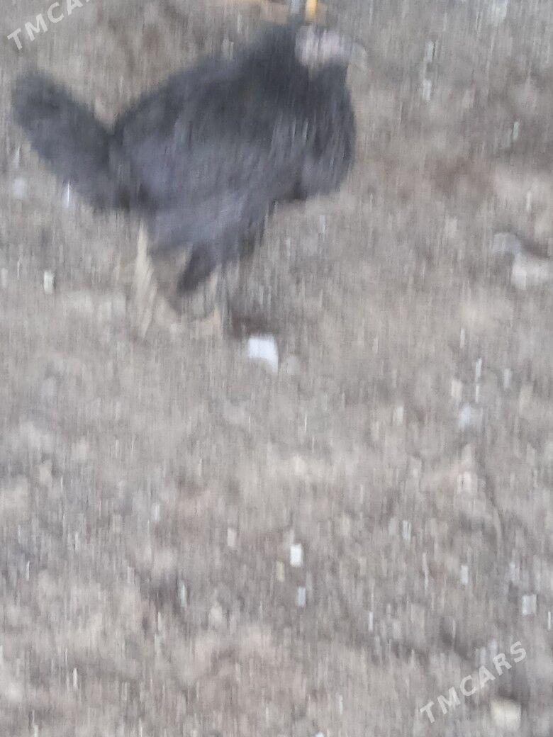 tovuk - Кака - img 1