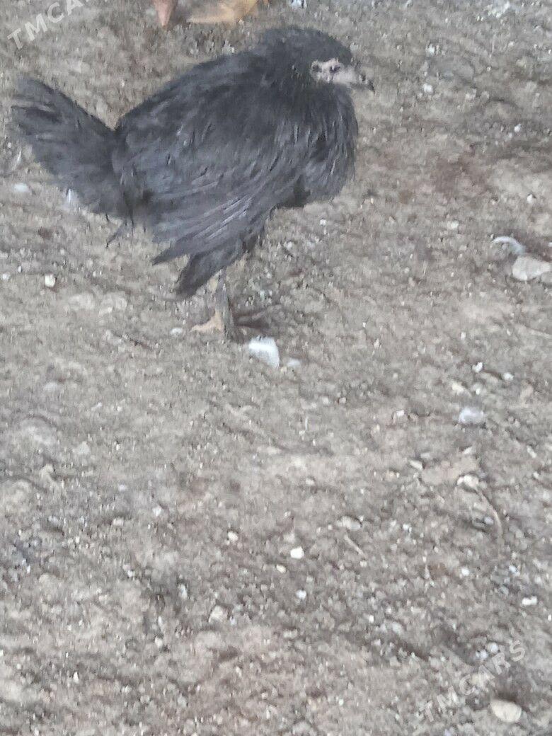 tovuk - Кака - img 7