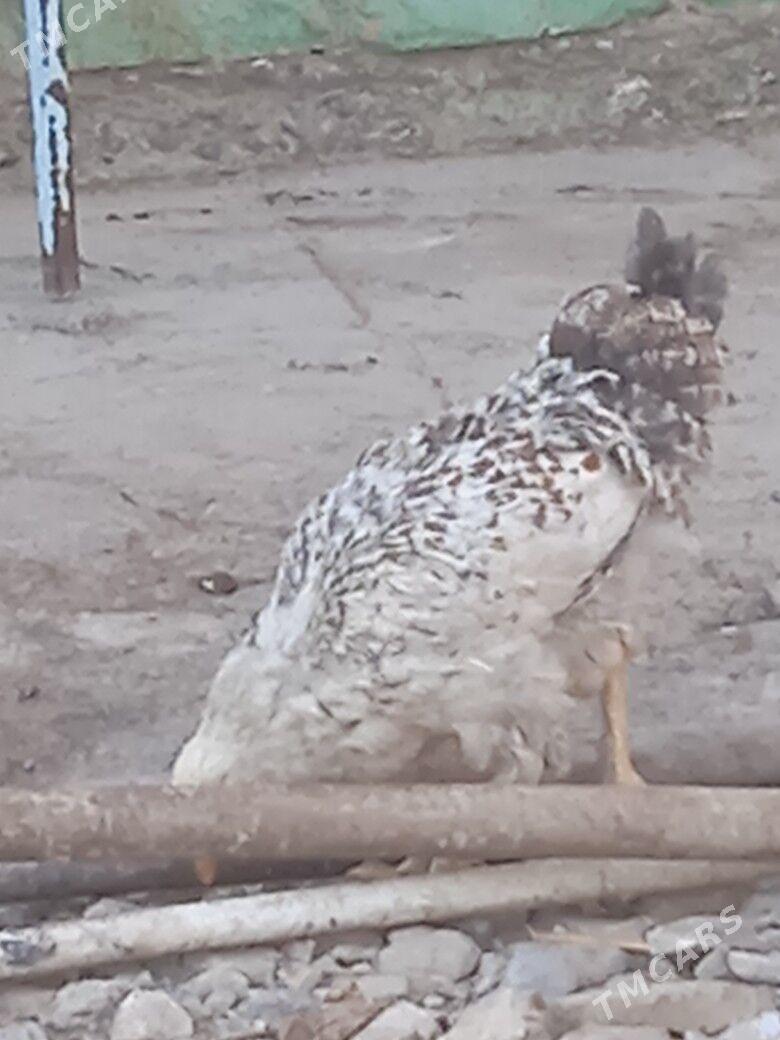 tovuk - Кака - img 5