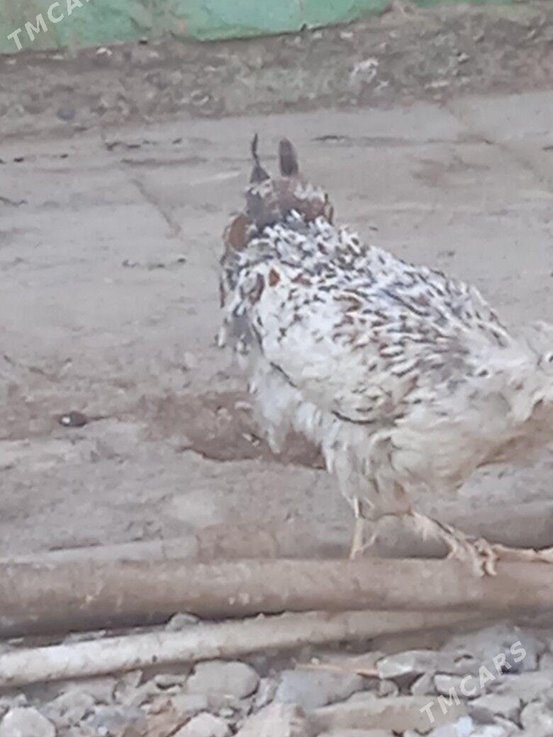 tovuk - Кака - img 3