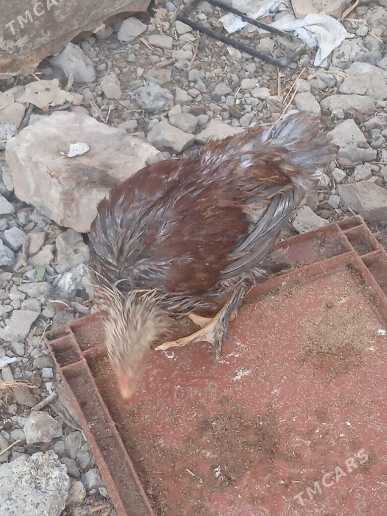 tovuk - Кака - img 8