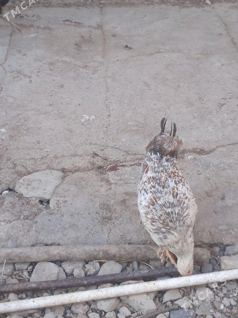 tovuk - Кака - img 4