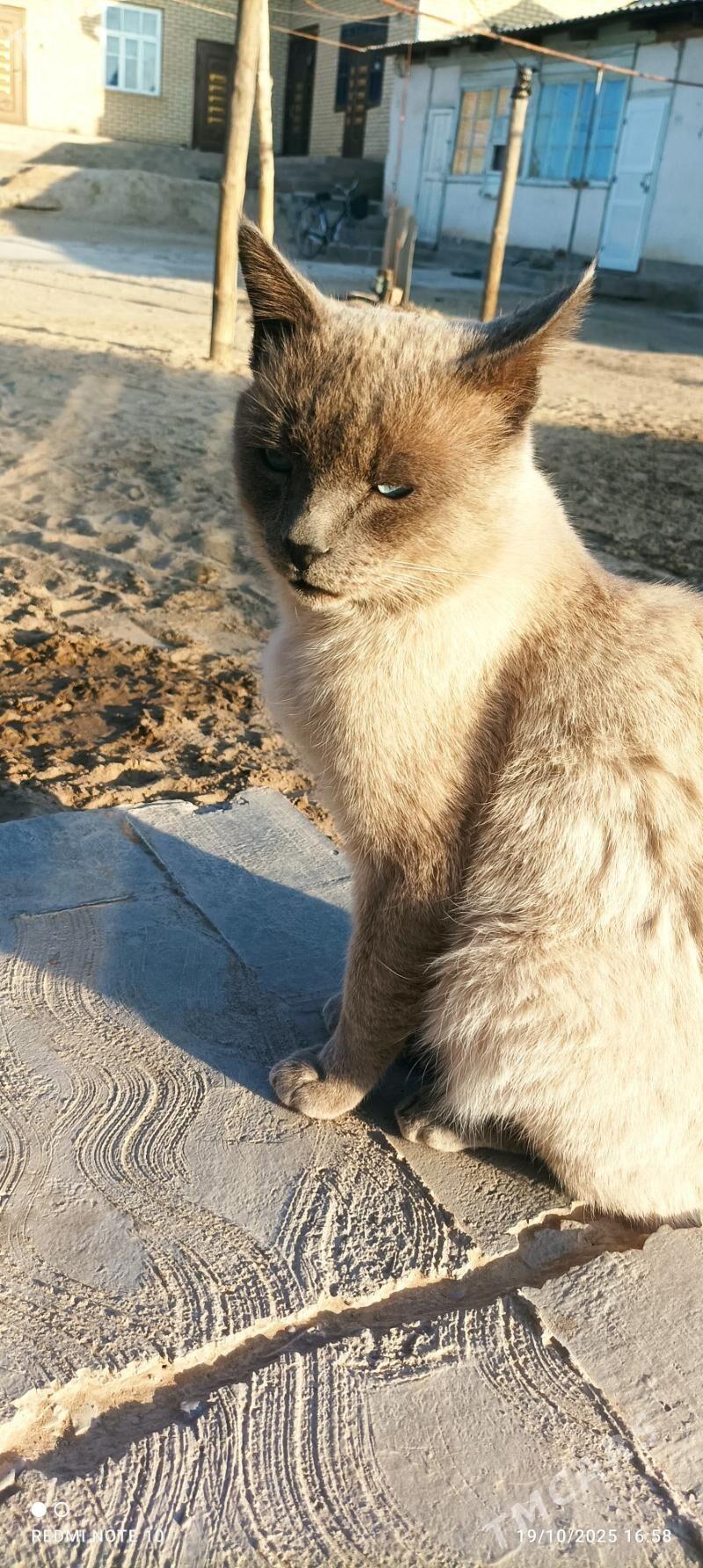 pisik - Сакарчага - img 1