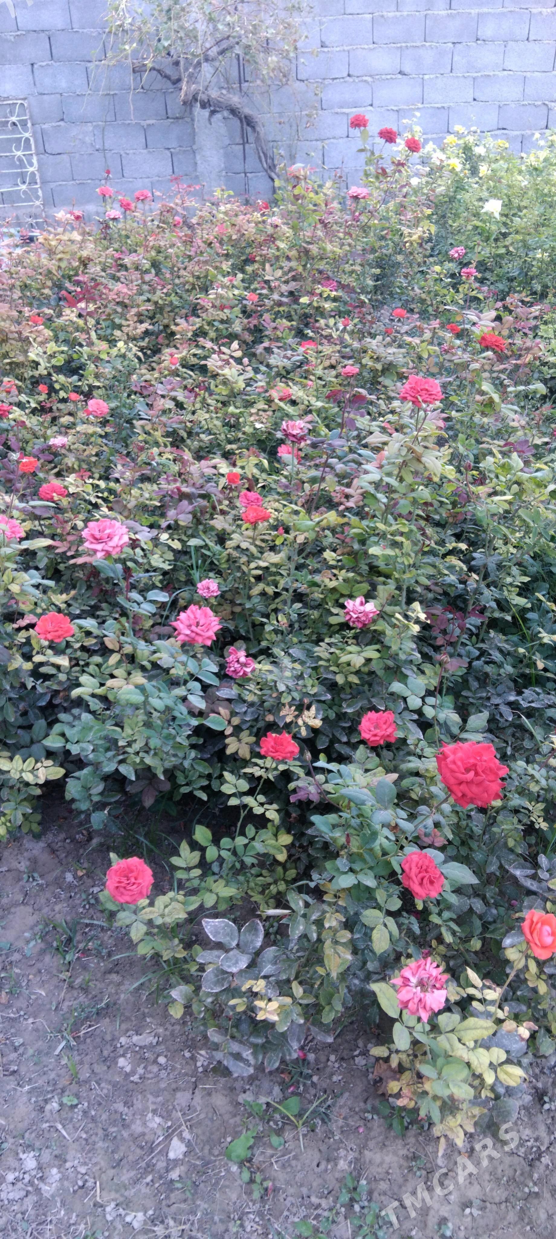 roza guli - Gypjak - img 1