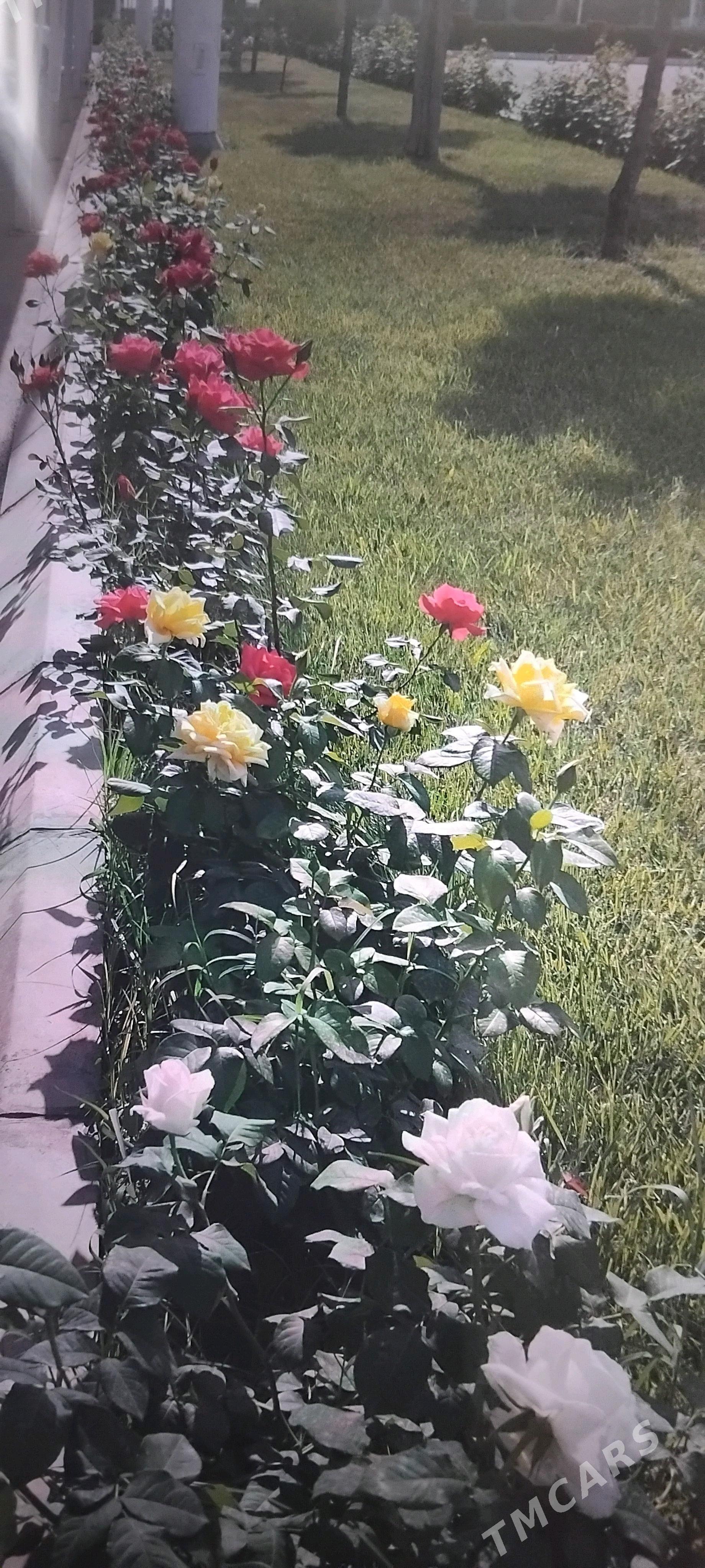 roza guli - Gypjak - img 2