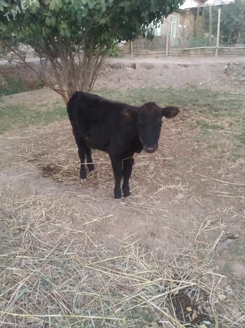 okiz gajar - Дашогуз - img 4