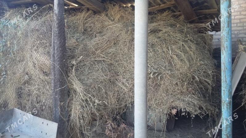 Mallara Ýorunja ot - Сакарчага - img 2