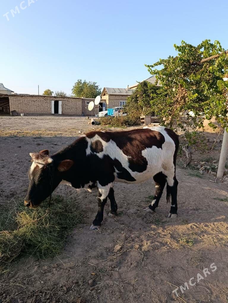 Sygyr - Babadaýhan - img 1