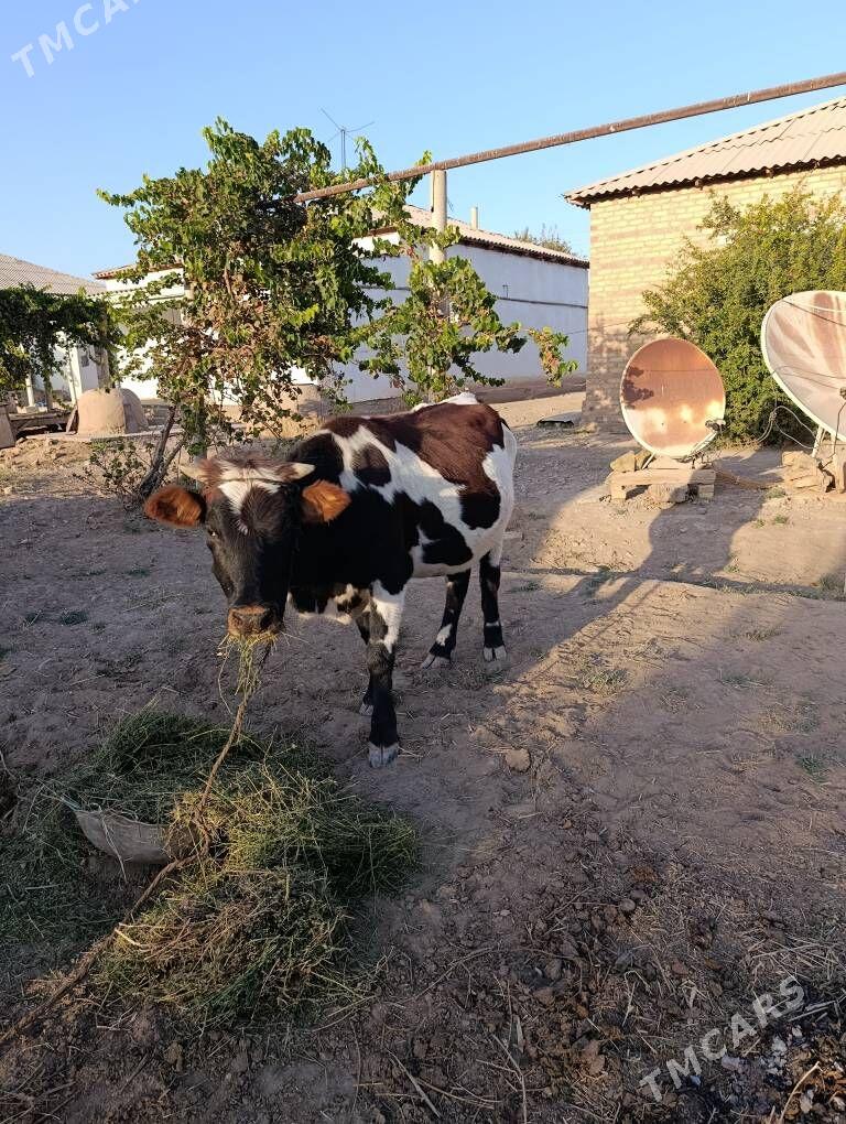 Sygyr - Babadaýhan - img 2