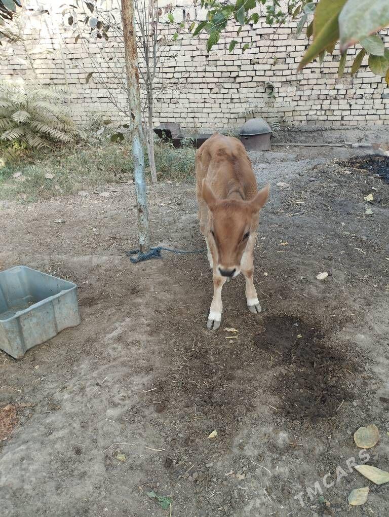 goleli sygyr - Gökdepe - img 2