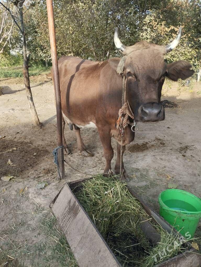 goleli sygyr - Gökdepe - img 5