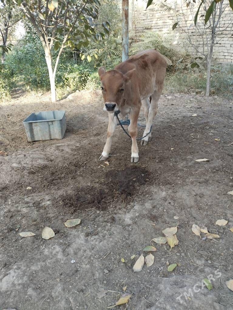 goleli sygyr - Gökdepe - img 4