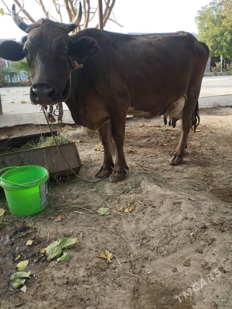 goleli sygyr - Gökdepe - img 1