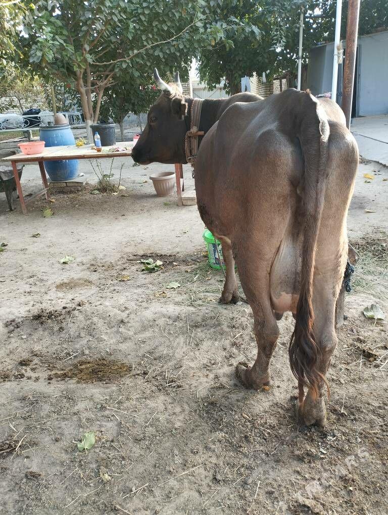 goleli sygyr - Gökdepe - img 3