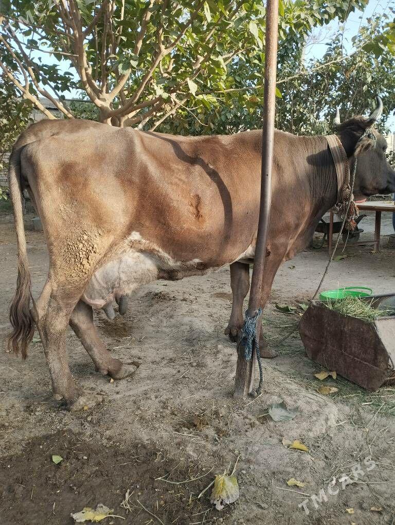 goleli sygyr - Gökdepe - img 6