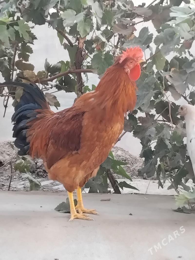 Horaz - Мары - img 3