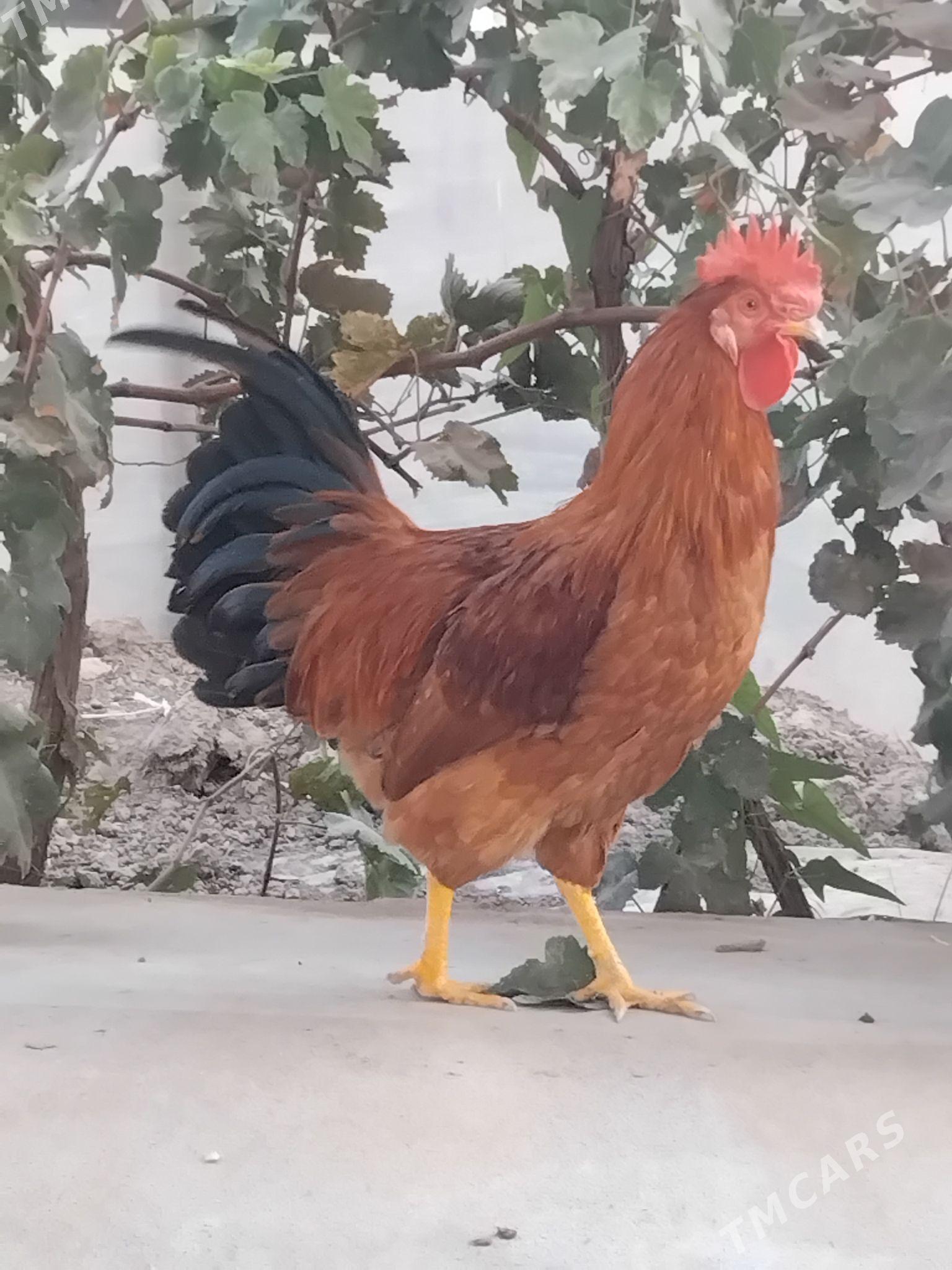 Horaz - Мары - img 4