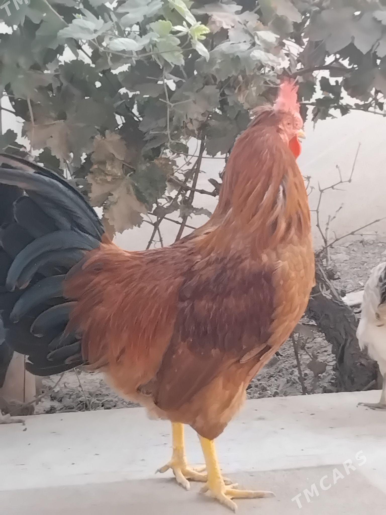 Horaz - Мары - img 2