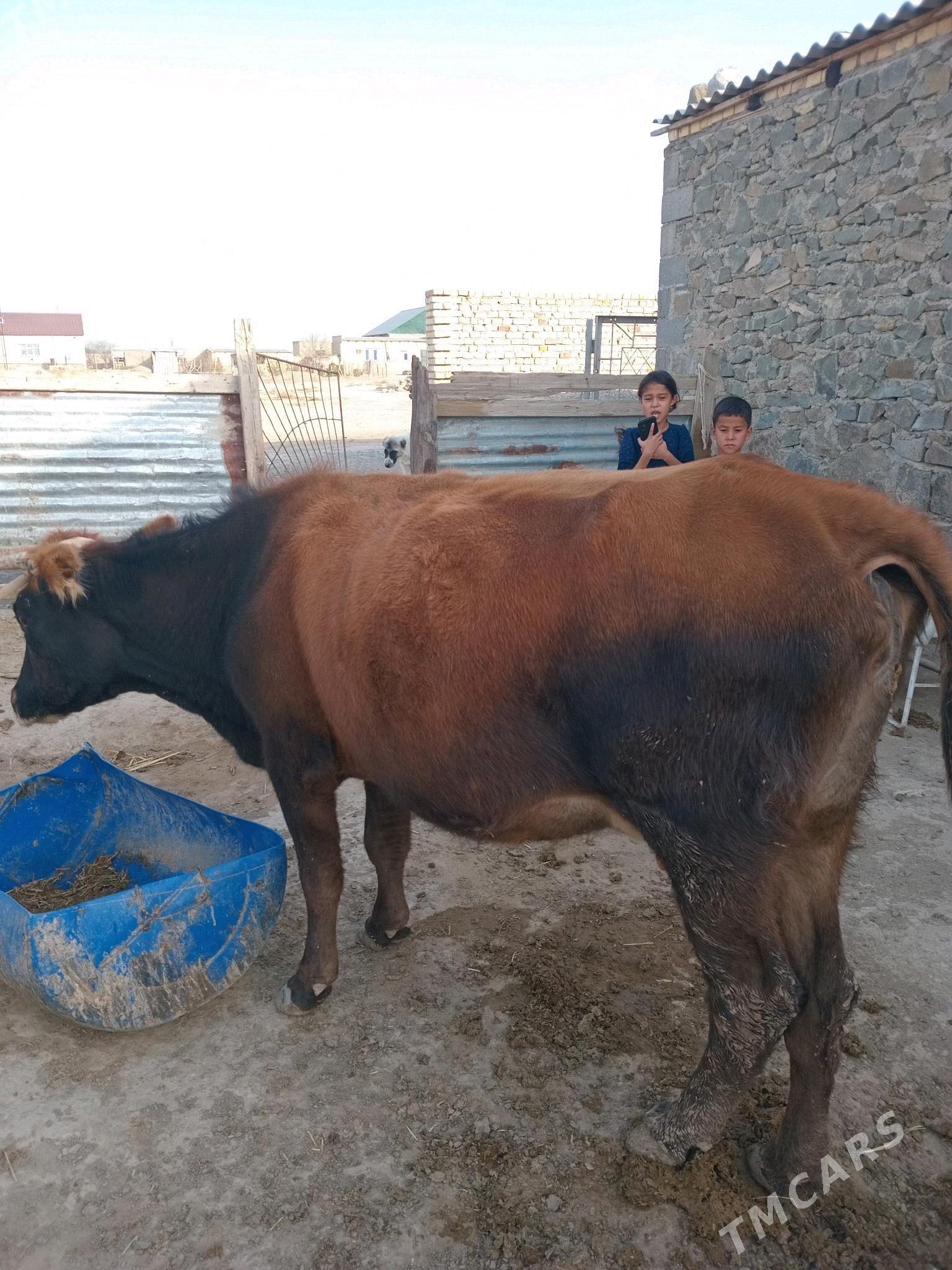 Göleli sygyr - Берекет - img 4