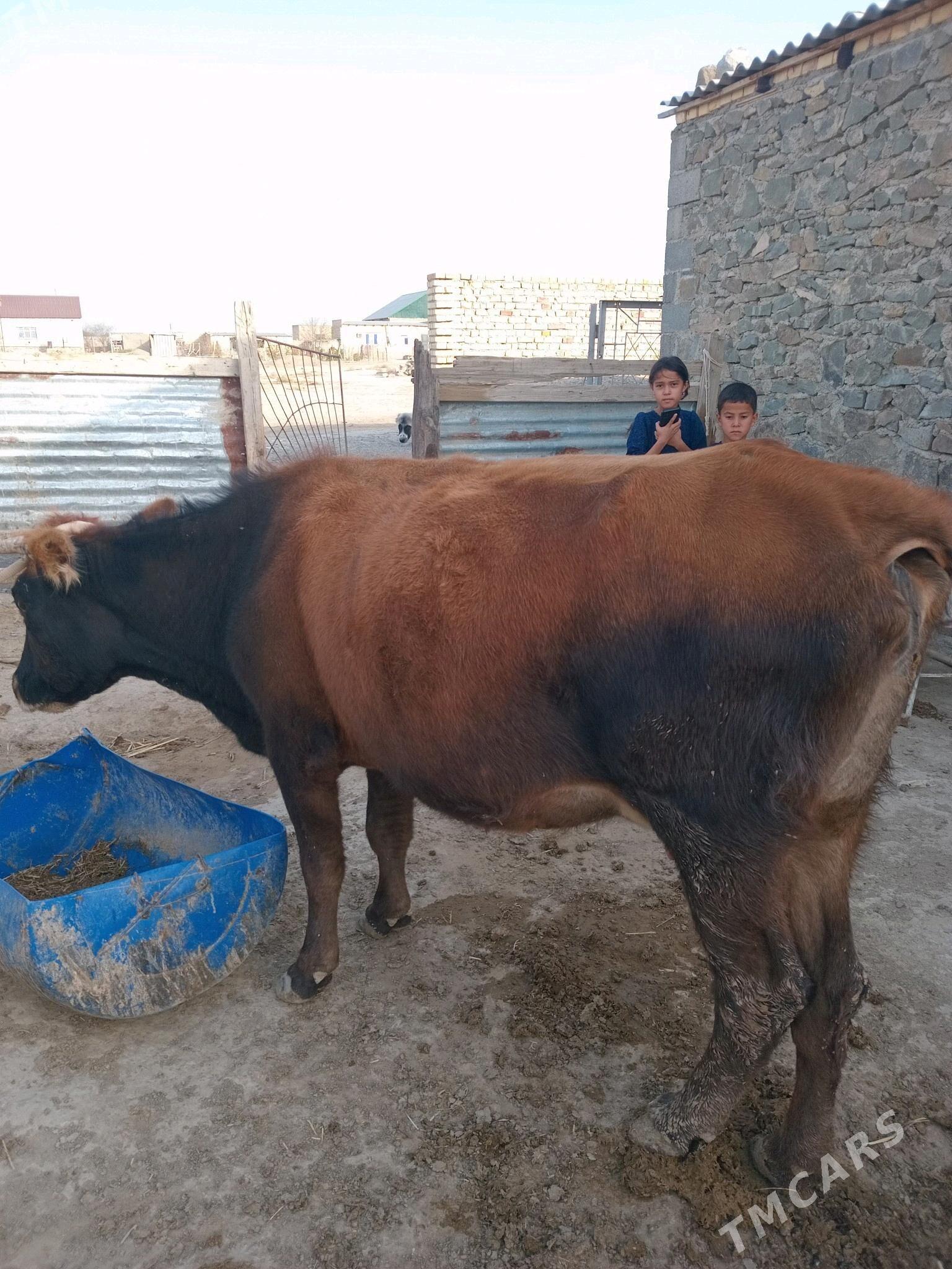 Göleli sygyr - Берекет - img 5