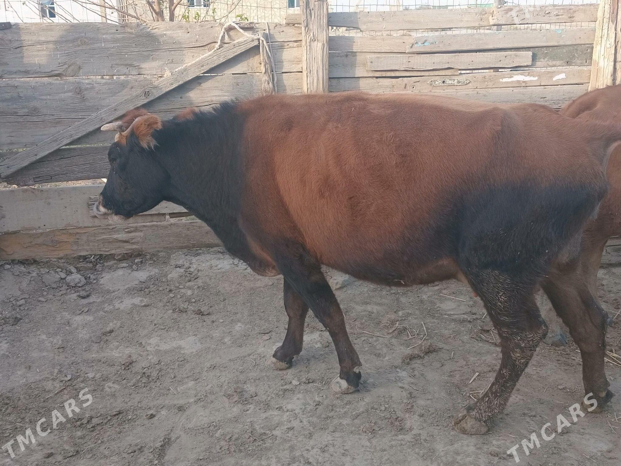 Göleli sygyr - Берекет - img 2