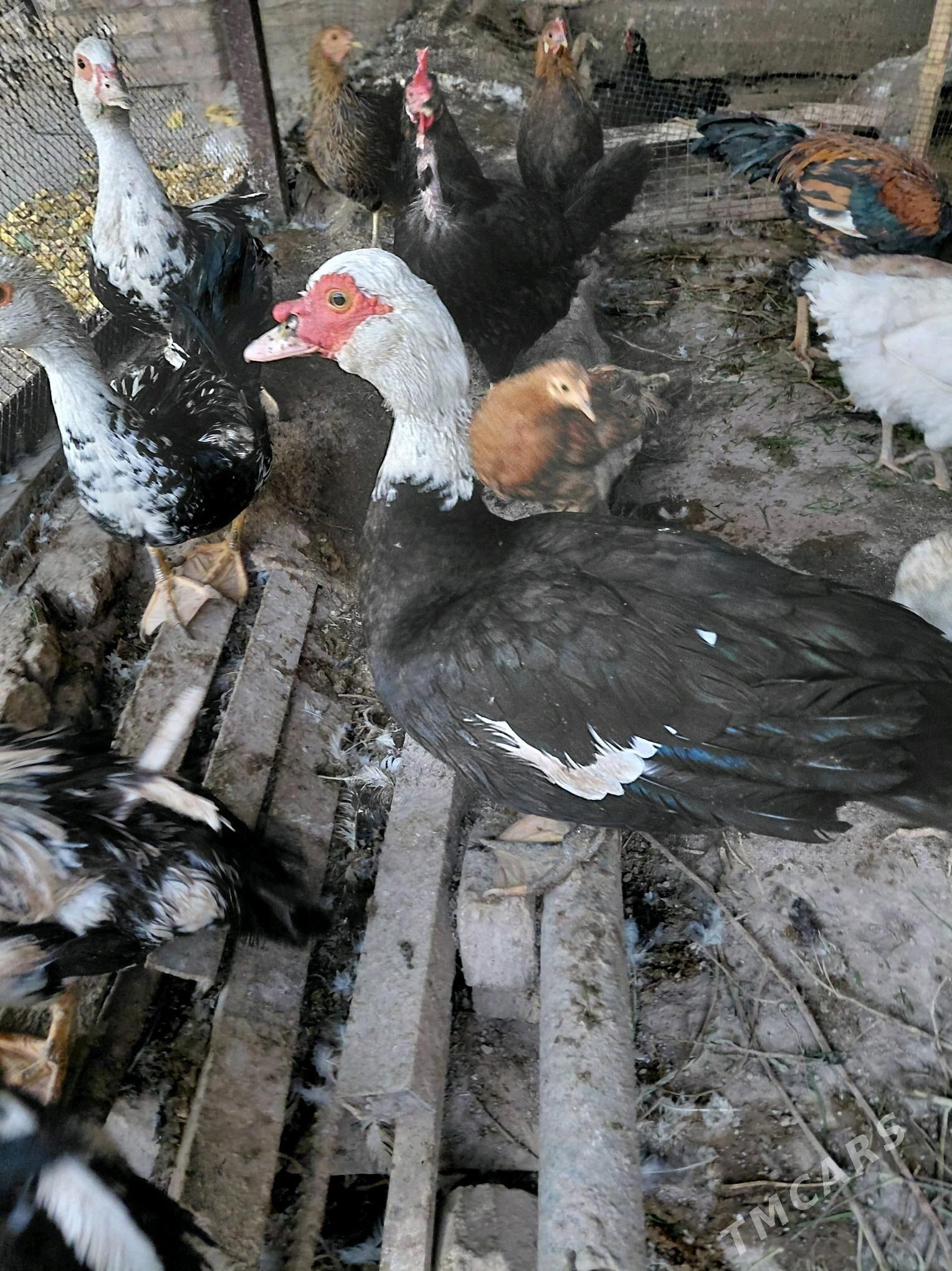 ordek - Чарджоу - img 1